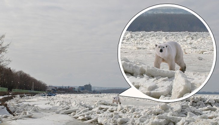 Казват, че била подгонена от зоопарк в Румъния