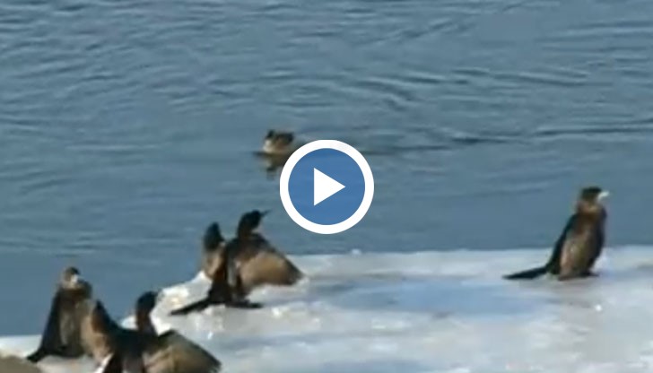 Голямо ято корморани се появи на русенския кей