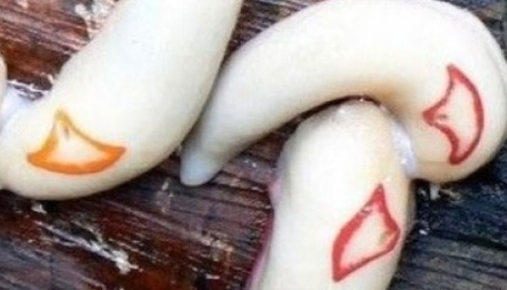 Може да ви е неприятно да ги гледате, но не ги убивайте Може да ви е неприятно да ги гледате, но не ги убивайте