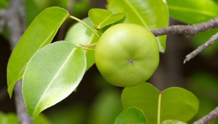 Дори докосването на кората може да ви остави с химически изгаряния Дори докосването на кората може да ви остави с химически изгаряния