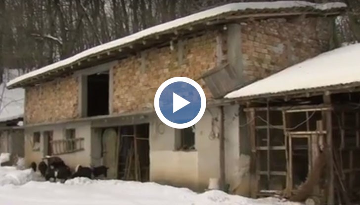 Как преживяват животните през зимата