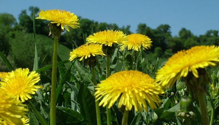 Още хората в древността са знаели за целебните свойства на глухарчето