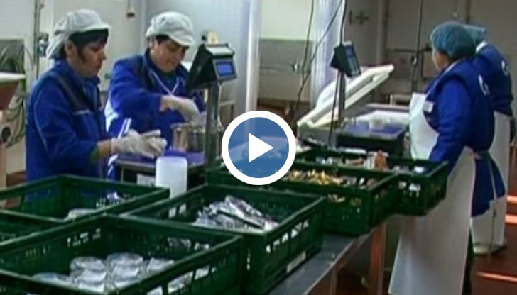 Как се справя с липсата на специалисти най-голямото предприятие за производство на риба в Русенска област?