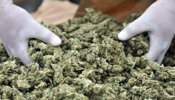 Арестуваха 64-годишна жена с оржанжерия за канабис