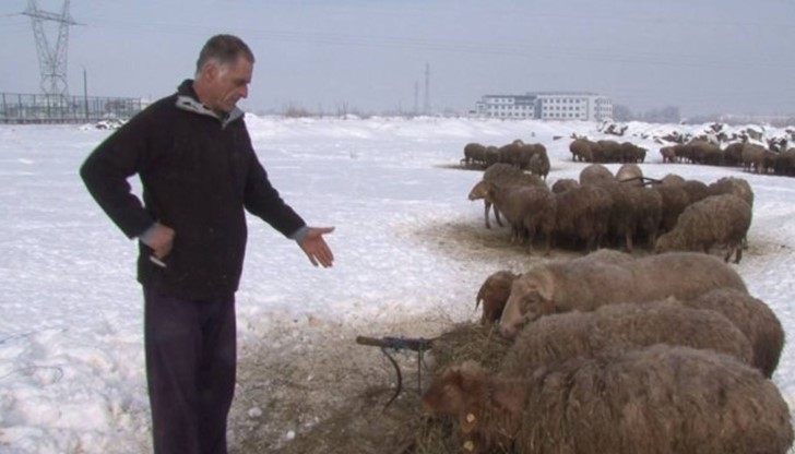 Стадото му бедства поради липсата на фураж Стадото му бедства поради липсата на фураж