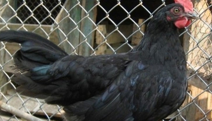 Приготвя се с ориз и се раздава на роднини и съседи против лоши болести Приготвя се с ориз и се раздава на роднини и съседи против лоши болести