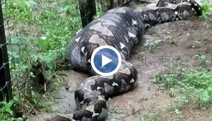 Гигантски питон, който може да се похвали със завиден апетит
