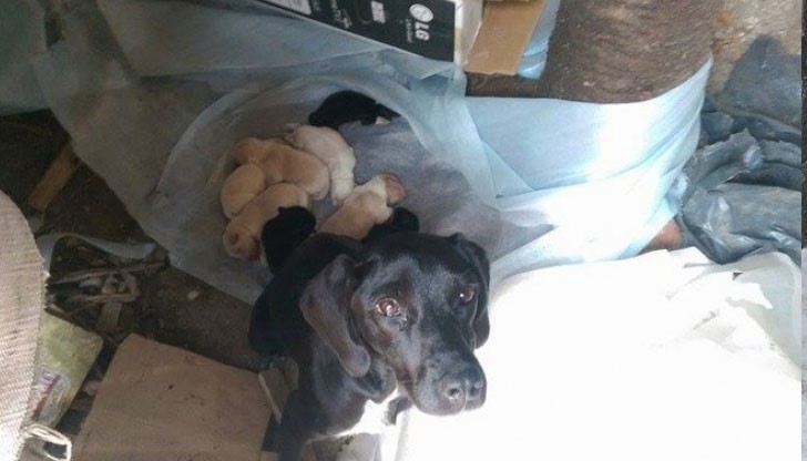 Възможно е част от животните да не са живи вече…