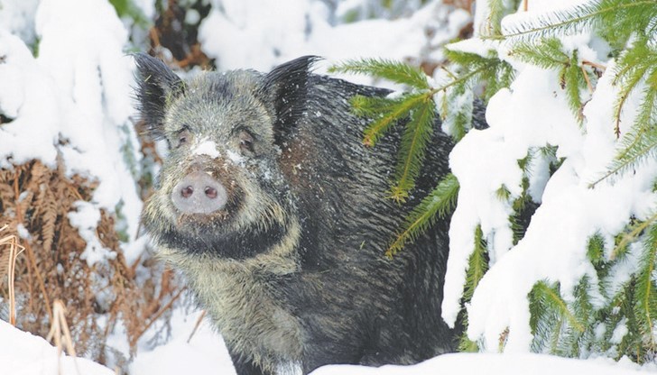 По крайбрежието в подобни години с лед по Дунав са забелязвани и елени