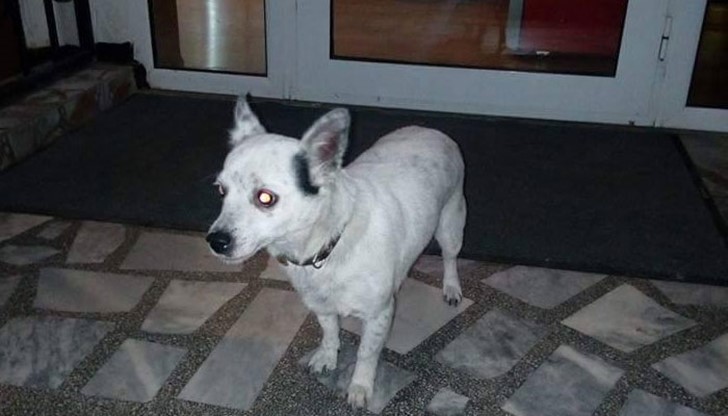 Намерено е кученце до комплекс Радилон