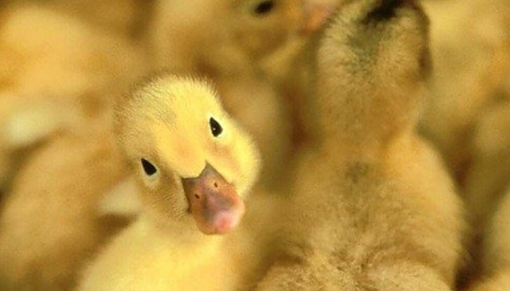 Освен в Пловдив, птичи грип има в птицеферми в още четири области в страната- Видинска, Врачанска, София и Монтана Освен в Пловдив, птичи грип има в птицеферми в още четири области в страната- Видинска, Врачанска, София и Монтана