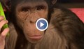 Фокусник прави трикове на шимпанзе