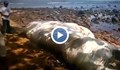 Океанът изхвърли неизвестно морско същество