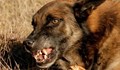 Нахапани от улични кучета жени осъдиха Община Русе