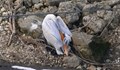 Откриха мъртъв пеликан на русенския кей