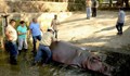 В зоопарк пребиха до смърт хипопотам