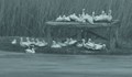 Първите пеликани долетяха в „Сребърна“