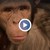 Фокусник прави трикове на шимпанзе