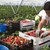 Обявиха интервюта за кандидатите да берат ягоди в Испания