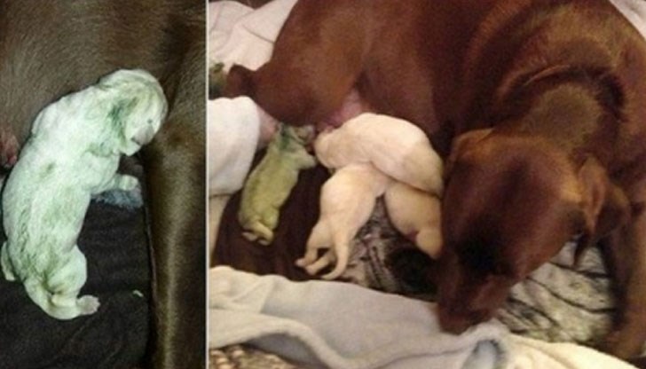 Заради необичайния си цвят, животинчето е наречено Фифи