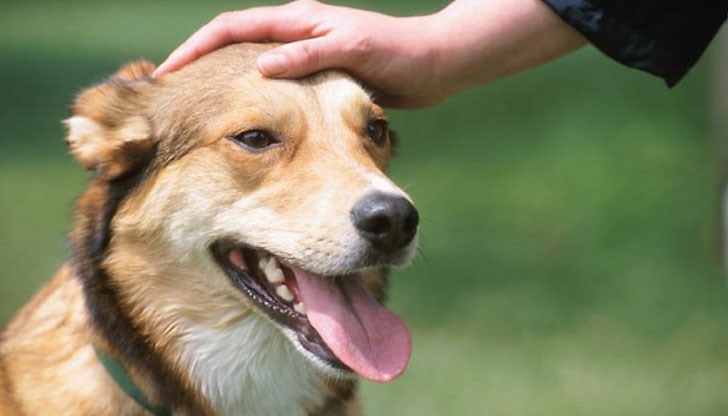 Ето някои от нещата, които четириногите ни приятели никак не обичат да правим Ето някои от нещата, които четириногите ни приятели никак не обичат да правим