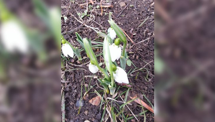 Явно пролетта бърза да пристигне