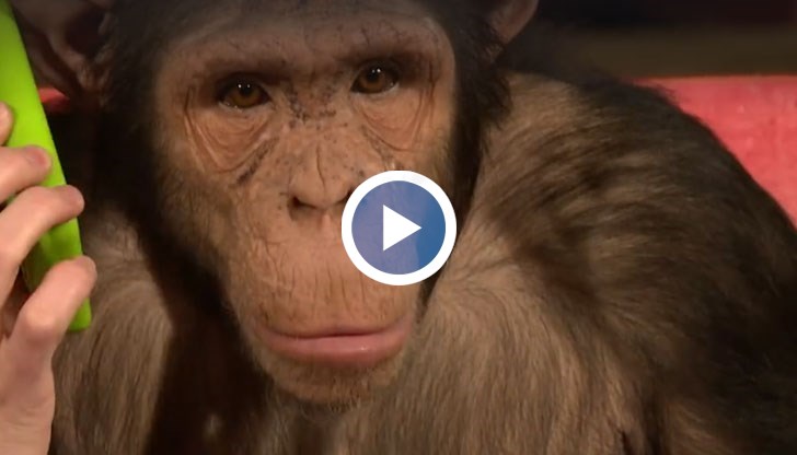 Вижте реакциите на шимпанзето и се посмейте