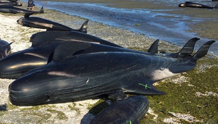 Това е най-масовият случай в историята на страната