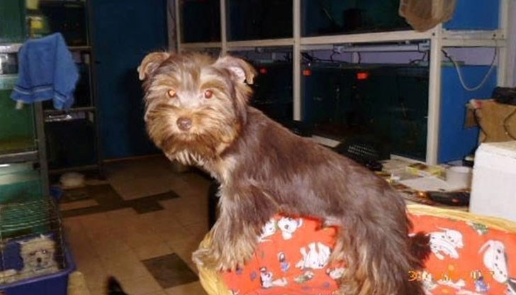 Три от откраднатите кутрета са уникални за България