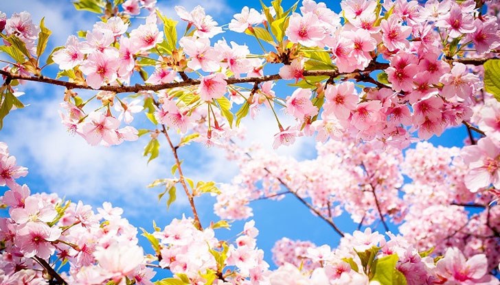 Кога все пак ще дойде пролетта? Климатолозите казват - навреме