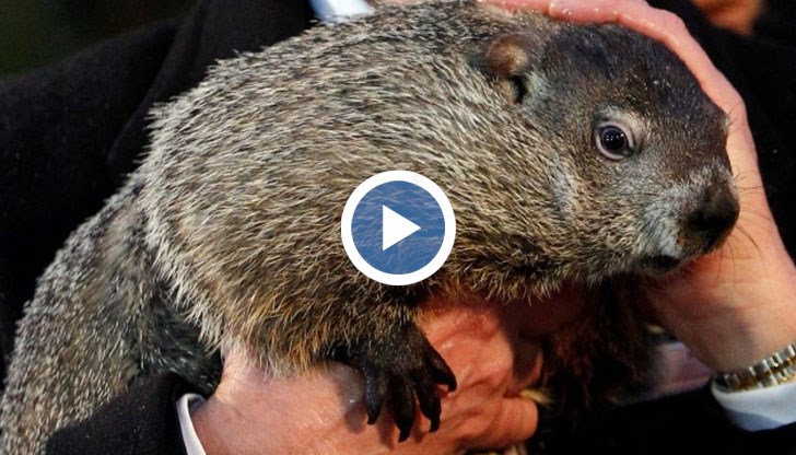 Според легендата, ако Фил види сянката си на днешния Ден на мармота, зимата ще продължи още шест седмици