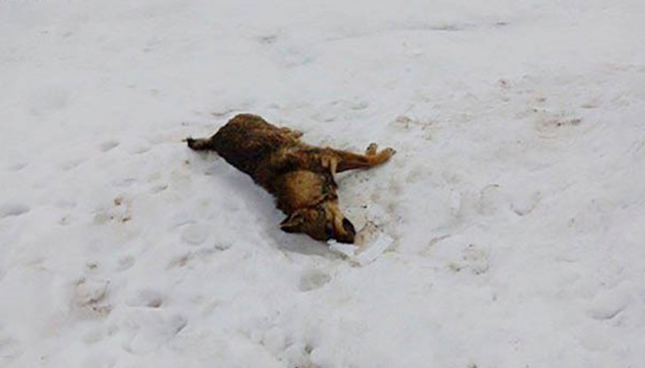 Кучетата са отровени с кюфтета, хвърлени по улиците