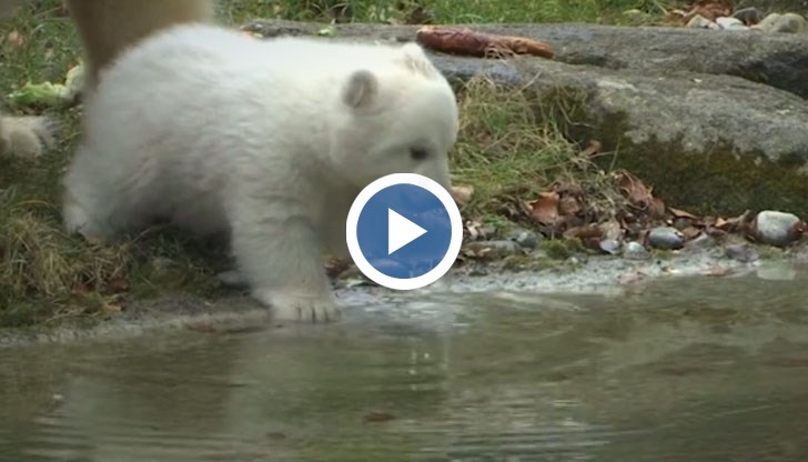 Мечето, което все още няма име, е родено на 21 ноември 2016 г.