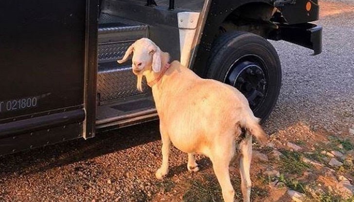 Водачът на МПС от своя страна винаги глези козичката