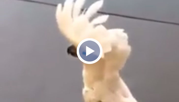 Забавни клипчета с главни герои два папагала