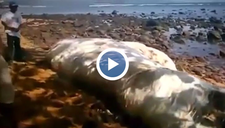 Животното е било в напредващ етап на разложение.