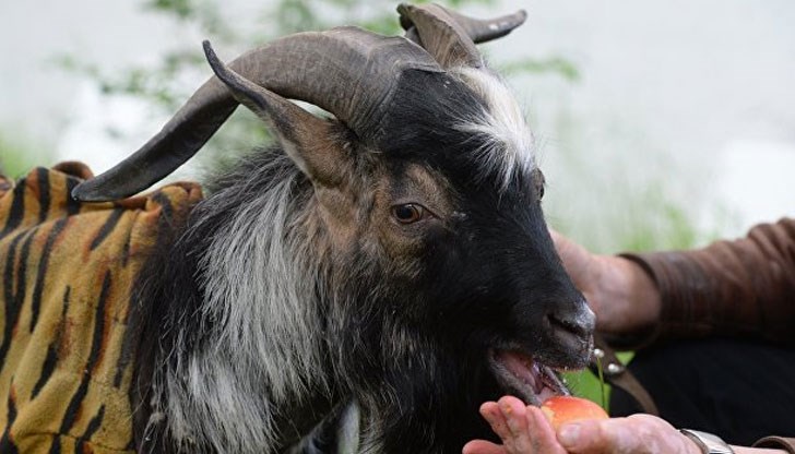 Разбира се, не става въпрос за германския канцлер, а за коза, която носи нейното име Разбира се, не става въпрос за германския канцлер, а за коза, която носи нейното име