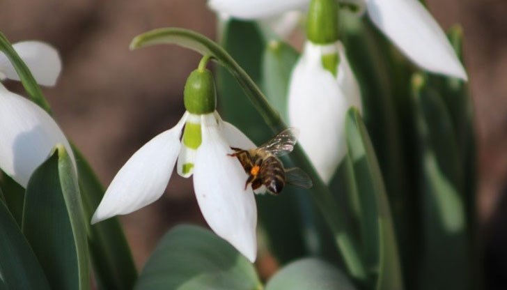 Температурите ще се повишат до 16 градуса