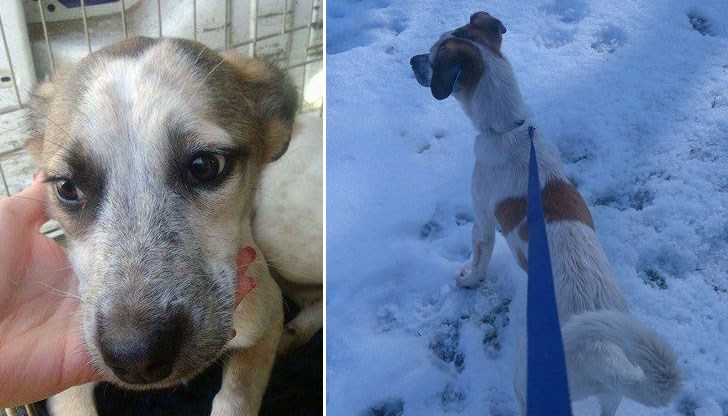 За разлика от породистите той е неповторим!