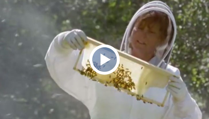 Медоносните пчели издават специални колебателни импулси при стълкновение