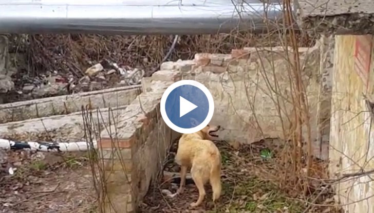 Куче е отровено и в момента се мъчи в района на Топлата вода във Варна