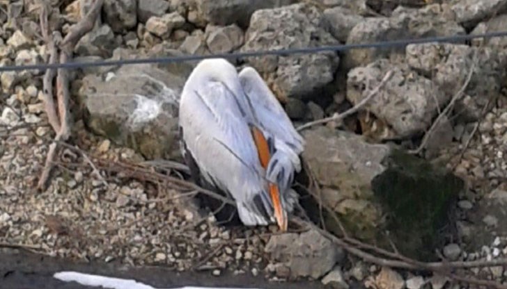 Той е открит до сградата на БУЛРИС Той е открит до сградата на БУЛРИС