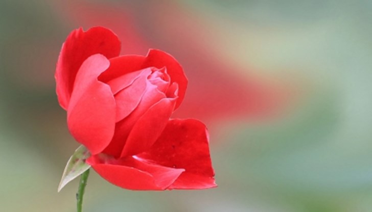 <p>В един град синът на влиятелен човек решил да се жени. Той не можел да избере най-добрата сред три невести, коя от коя по-прекрасни и от добри родове. Тогава мъдрият баща измислил изпитание &ndash; дал на всяка от девойките по едно гърне с невзрачно растение.<br />
<br />
&bdquo;Цветето, което ще поникне, е вълшебно и може да изпълнява желания &ndash; казал той на невестите. А най-интересното е, че каквото дадете, това ще получите в замяна&ldquo;.<br />
<br />
Момичетата си отишли в недоумение вкъщи. Първата мечтаела за богатство и още първия ден насипала в гърнето златни монети.<br />
<br />
Втората искала да стане жена на този човек, защото той бил влиятелен и богат. Тя разказвала на растението колко много иска да постигне в живота.<br />
<br />
А третата девойка поставила гърнето на перваза и го поливала всеки ден. Когато й ставало мъчно, тя разговаряла с пъпката на тънкото стебло, сутрин като се събудела, я поздравявала, а вечер й желаела лека нощ.<br />
<br />
И ето, дошъл денят, когато момичетата трябвало да занесат гърнетата на стареца. В гърнето на първата поникнало пронизително жълто цвете. То било красиво, но някак нямало живот в него, цветът му преливал в златни нюанси, привличайки погледа, а едновременно отблъсквал с неестествения си вид.<br />
<br />
Растението на втората невеста било бледо и се издигало над конкурентите, но съвсем изгубило цвета си, даже листата му били прозрачни.<br />
Когато съперниците видели гърненцето в ръцете на третата девойка, направо онемели от изненада &ndash; прекрасно алено цвете се поклащало на тънко стъбълце. Капките роса по цветчетата му блестели от диаманти, а листата радвали очите със своето изумрудно сияние.<br />
<br />
Старецът дълго разглеждал гърнетата.<br />
&bdquo;Ти си искала богатство и си подхранвала растението със златни монетки &ndash; казал той на първата девойка. Златото бързо го е направило мъртво. Твоята цел са парите. Върви си, ти няма да бъдеш жена на сина ми&ldquo;.<br />
<br />
&bdquo;Твоето цвете &ndash; обърнал се той към втората претендентка &ndash; е отглеждан с празни обещания и неоправдани надежди. То е високо и горделиво, но празно. Точно това ще донесеш ти и на моя син, ако се ожени за теб &ndash; това няма да бъде щастлив брак&ldquo;.<br />
<br />
Когато мъдрият старец видят третото цвете, на лицето му се появила усмивка. &bdquo;Ти си му подарила частица от сърцето си&ldquo; &ndash; казал той.<br />
&ndash; Но аз нищо не съм правила, - искрено се изненадала девойката, - аз само се грижех за него, а пък сутрин му казвах добро утро.<br />
&ndash; Това е напълно достатъчно. Ти си дала на твоето цвете любов и грижа, без да искаш нещо в замяна. С тебе синът ми ще бъде щастлив! &ndash; казал старецът и благословил бъдещата си снаха. <a href="http://newtemplates.ru/" style="display:none;">скачать dle 11.1</a><a href="http://newfilmak.org/" style="display:none;">смотреть фильмы бесплатно</a></p>
