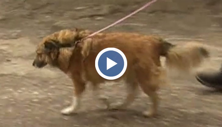 Запознайте се с Рошка и Шишко – кучета с необикновена съдба