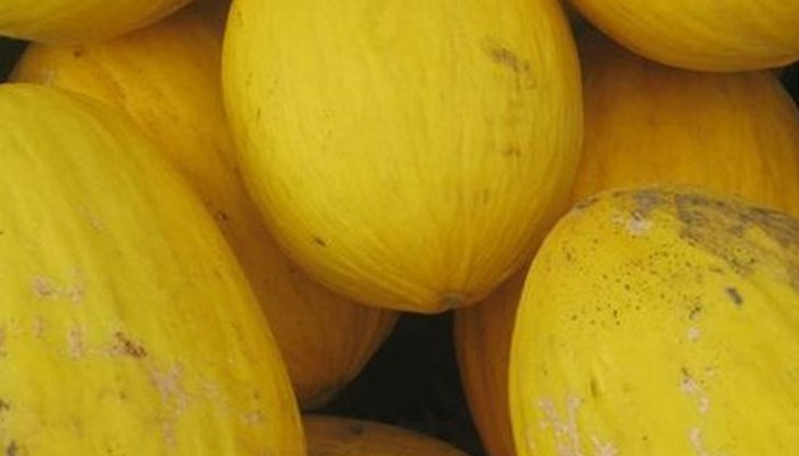 Сортът „Лидер  F1” дава до 8 тона пъпеши от декар / Снимката е илюстративна/