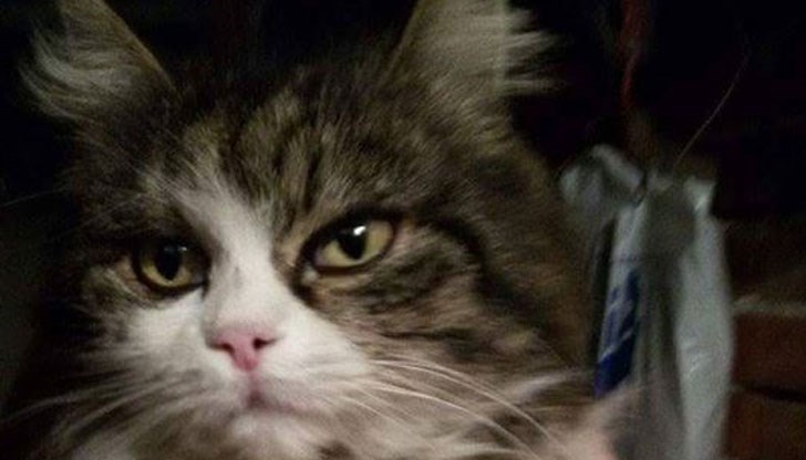 Кой си търси ново приятелче?