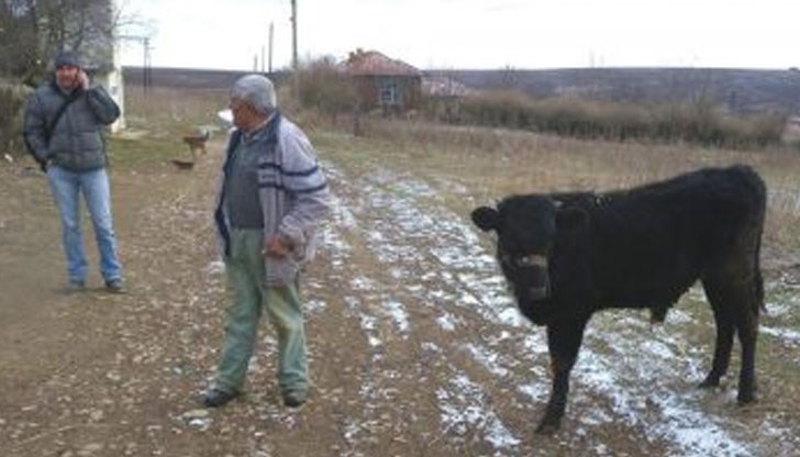 Фермерът, стопанин на Черньо изпратил благодарствено писмо!