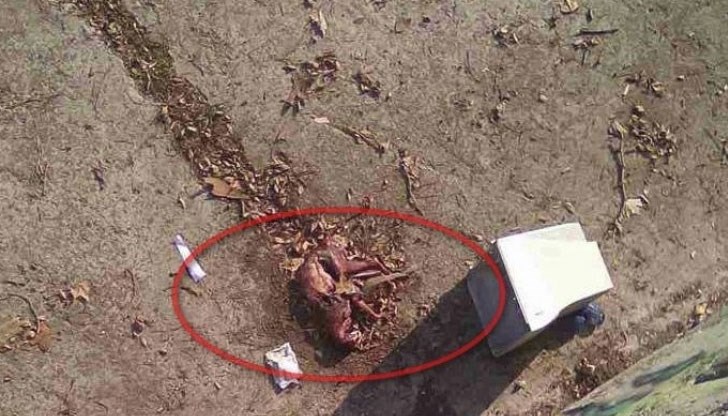 Три животни са били одрани, а на метри от тях са захвърлени кожите им