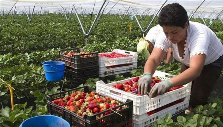 Агенцията по заетостта информира, че интервюто с одобрените кандидатки за бране на ягоди в Испания ще се проведе на 15 февруари