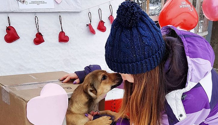 Кучетата бяха поглезени от ученици от Английската гимназия, като част от кампанията "Искаш ли да си моята валентинка?"